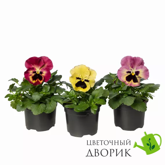 Виола Fino Rose Fire pro-viofinrosfir-1000 фото