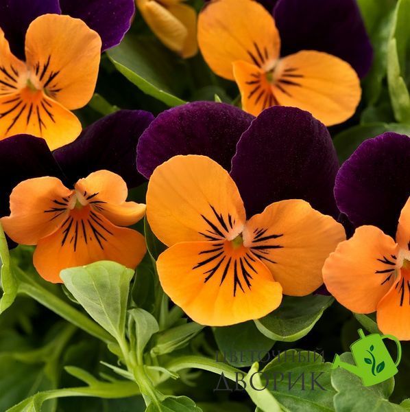 Віола рогата Admire F1 Orange Purple Wing IMP New2027 pro-AdmireOraPW-1000 фото