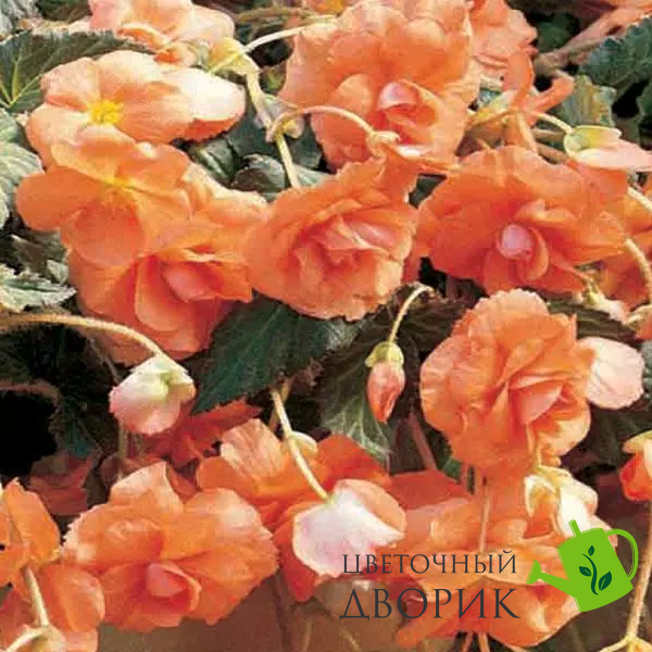 Бегония Sun Dancer Apricot SunDancerApricot фото