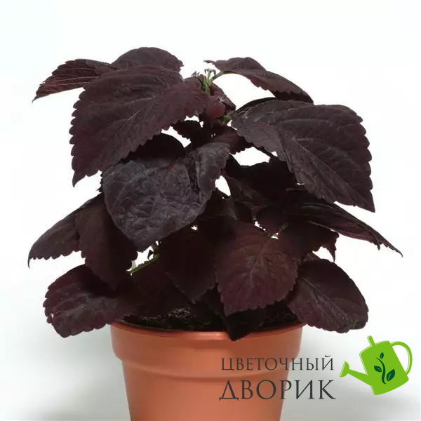 Колеус Premium Sun Dark Chocolate pro-kolpresundarcho-100 фото