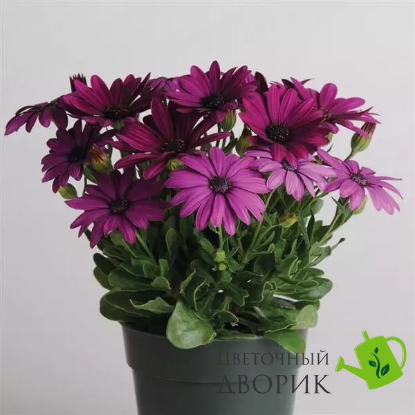 Остеоспериум Akila Purple pro-ostakipur-100 фото