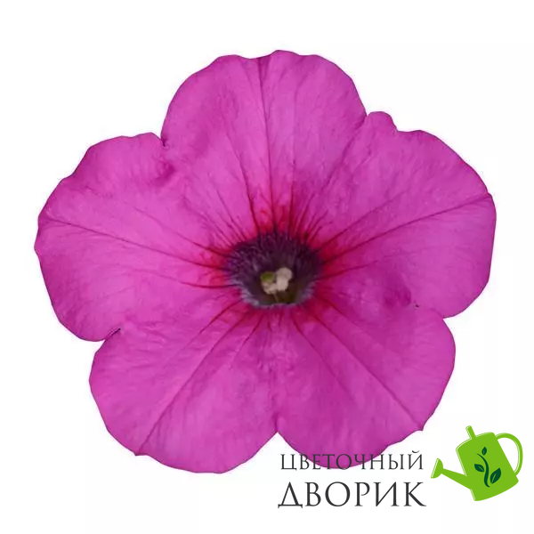 Петунія Easy Wave F1 Neon Rose EasyWaveNeonRose фото