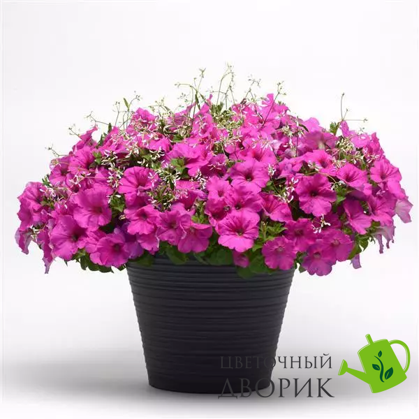 Петунія Easy Wave F1 Neon Rose EasyWaveNeonRose фото