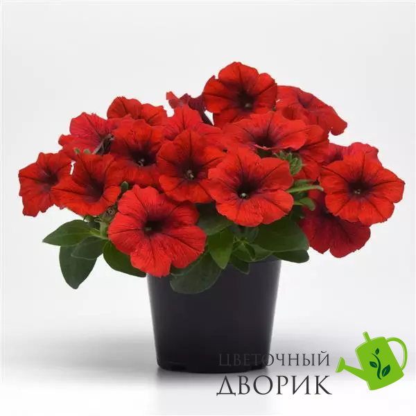 Петунія E3 Easy Wave F1 Red pro-pete3easwavf1rednew202-100 фото