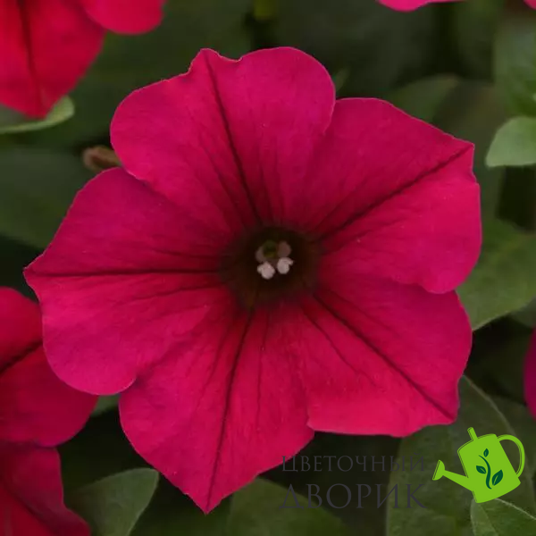 Петунія Wave F1 Carmine Velour pro-petwavf1carvel-100 фото