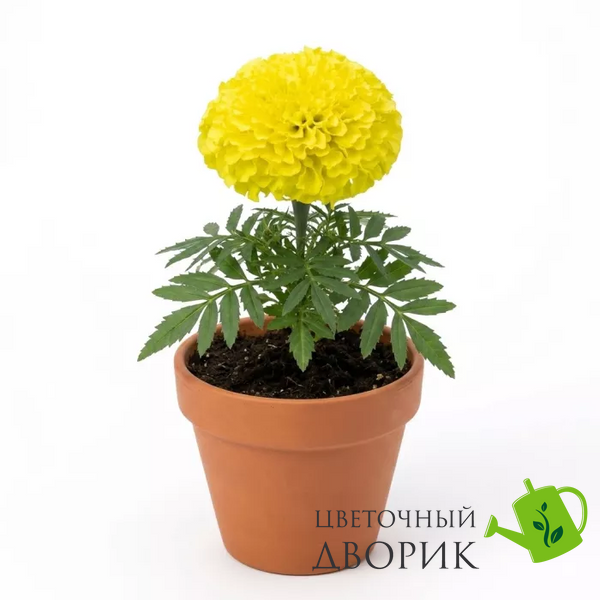 Тагетес Antigua F1 Primrose AntiguaPrimrose фото