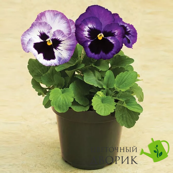 Виола Colossus F1 Lavender Surprise pro-ColossusLavenderS-1000 фото