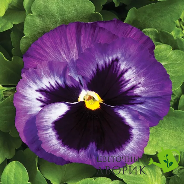 Виола Colossus F1 Lavender Surprise pro-ColossusLavenderS-1000 фото