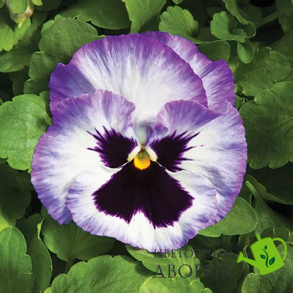 Виола Colossus F1 Lavender Surprise pro-ColossusLavenderS-1000 фото