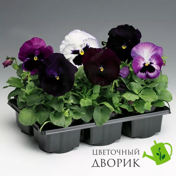 Виола Colossus F1 Lavender Surprise pro-ColossusLavenderS-1000 фото