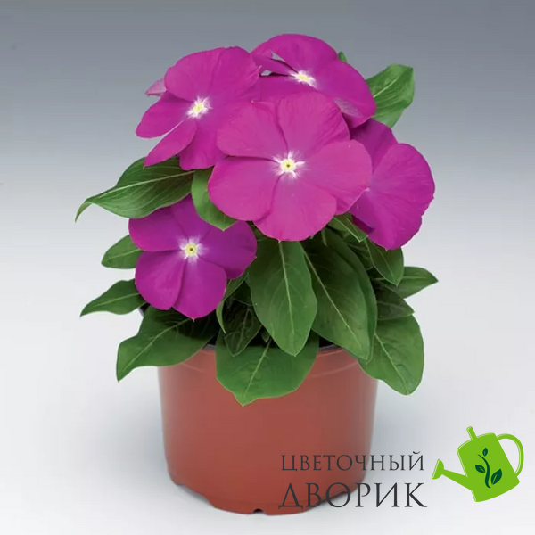 Вінка SunStorm F1 Deep Orchid pro-vinsunf1deeorc-1000 фото