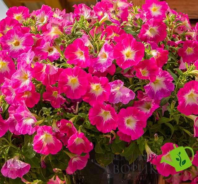 Петунія Success! TR F1 Pink Morn pro-SUCCESS!TRPinkMorn-500 фото