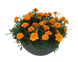 Тагетес Super Hero Deep Orange SuperHeroDeepOrange фото 1
