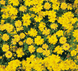 Космос Cosmic Yellow pro-CosmicYellow-1000 фото 2