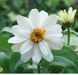 Циния Belize Double F1 White  pro-BelizeDoubleWhite-1000 фото 2