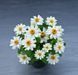 Циния Belize Double F1 White  pro-BelizeDoubleWhite-1000 фото 1