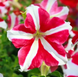 Петунія Falcon Red White F1 FalconRedWhite фото 1