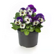 Віола Penny Pro Violet & White  pro-PennyProViolet&White-1000 фото 1