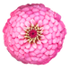 Цинния Oklahoma Pink OklahomaPink фото 1