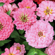 Цинния Oklahoma Pink OklahomaPink фото 3
