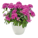 Пентас Graffiti Lavender Pink  po-GraffitiLavenderPink-500 фото 1