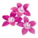 Пентас Graffiti Lavender Pink  po-GraffitiLavenderPink-500 фото 3