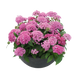 Пентас Graffiti Lavender Pink  po-GraffitiLavenderPink-500 фото 2