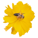 Космос Cosmic Yellow pro-CosmicYellow-1000 фото 1