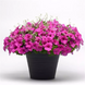 Петунія Easy Wave F1 Neon Rose EasyWaveNeonRose фото 3