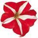 Петунія Falcon Red White F1 FalconRedWhite фото 3