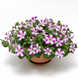 Петуния ампельная FotoFinish Rose Star pro-petampfotrossta-500 фото 1