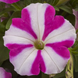 Петуния ампельная FotoFinish Rose Star pro-petampfotrossta-500 фото 2