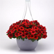 Петунія E3 Easy Wave F1 Red pro-pete3easwavf1rednew202-100 фото 1