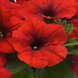 Петунія E3 Easy Wave F1 Red pro-pete3easwavf1rednew202-100 фото 2