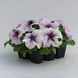 Петуния Prism F1 Blackberry  pro-petprif1blasun-1000seed фото 1