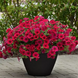 Петунія Wave F1 Carmine Velour pro-petwavf1carvel-100 фото 1