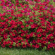 Петунія Wave F1 Carmine Velour pro-petwavf1carvel-100 фото 3