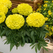 Тагетес Antigua F1 Primrose AntiguaPrimrose фото 1