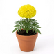 Тагетес Antigua F1 Primrose AntiguaPrimrose фото 2