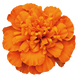 Тагетес Super Hero Deep Orange SuperHeroDeepOrange фото 2