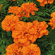 Тагетес Super Hero Deep Orange SuperHeroDeepOrange фото 3