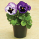 Виола Colossus F1 Lavender Surprise pro-ColossusLavenderS-1000 фото 4