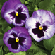 Виола Colossus F1 Lavender Surprise pro-ColossusLavenderS-1000 фото 1