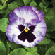 Виола Colossus F1 Lavender Surprise pro-ColossusLavenderS-1000 фото 3