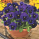 Вiола Mammoth F1 Deep Blue Dazzle pro-MammothDBDaz-1000 фото 3