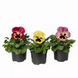 Виола Fino Rose Fire pro-viofinrosfir-1000 фото 2