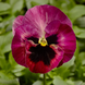 Виола Fino Rose Fire pro-viofinrosfir-1000 фото 1