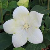 Платикодон Twinkle White pro-platwiwhi-1000 фото