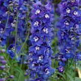 Дельфініум Dasante Blue pro-deldasblu-100 фото