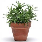 Розмарин SimplyHerbs Rosemary pro-rozsimros-100 фото